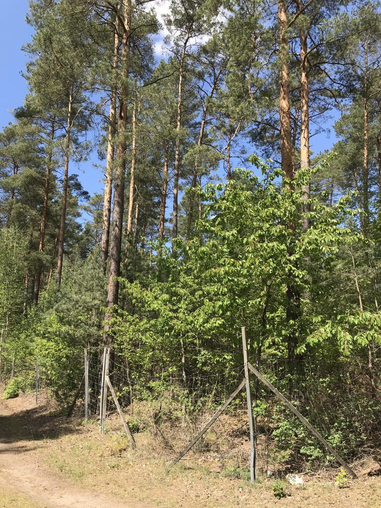 Ruhiger Waldweg mit Kiefern, dichtem Gebüsch und Metallzaun unter blauem Himmel im HWS-Forst