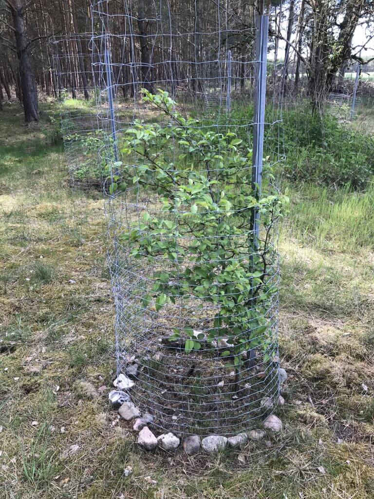 Junger Baum in Drahtgitter mit Steinkreis auf Waldlichtung, Hintergrund mit weiteren Schutzvorrichtungen