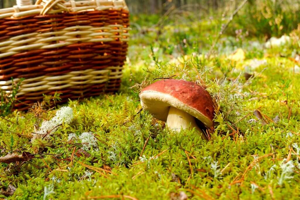 Brauner Steinpilz auf moosigem Waldboden mit Korb im herbstlichen HWS-Forst